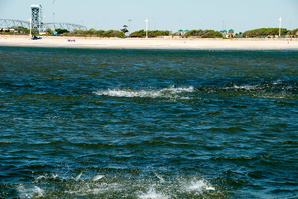 While you may encounter many schools of bunker, not all of them will be holding stripers. Look for bunker schools that show signs of feeding stripers beneath them.