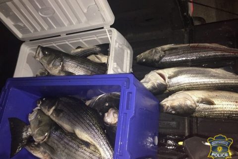 Massachusetts Commercial Striper Fishermen Busted