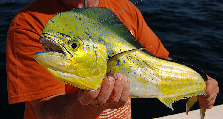 Mahi are one of the most beautiful offshore fish