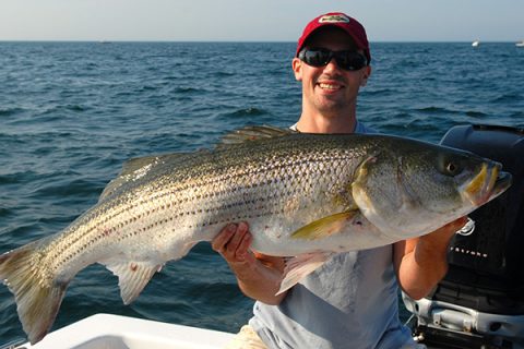 Most of the striped bass schooled up in the area will be in the 26- to 36-inch range, but there are certainly some trophy-sized fish mixed in as well.