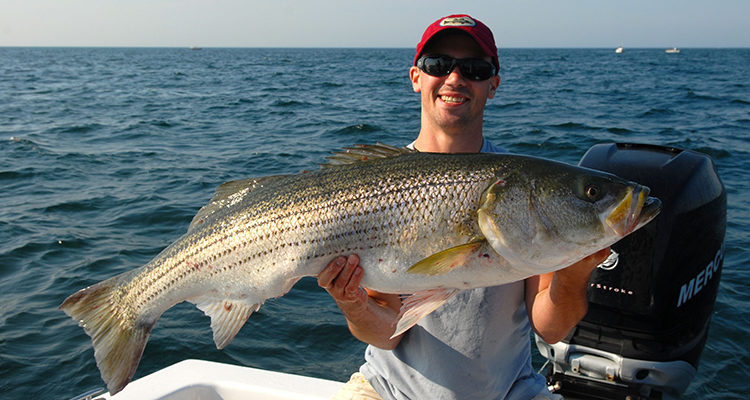 Most of the striped bass schooled up in the area will be in the 26- to 36-inch range, but there are certainly some trophy-sized fish mixed in as well.