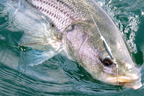 The Gamefish Debate