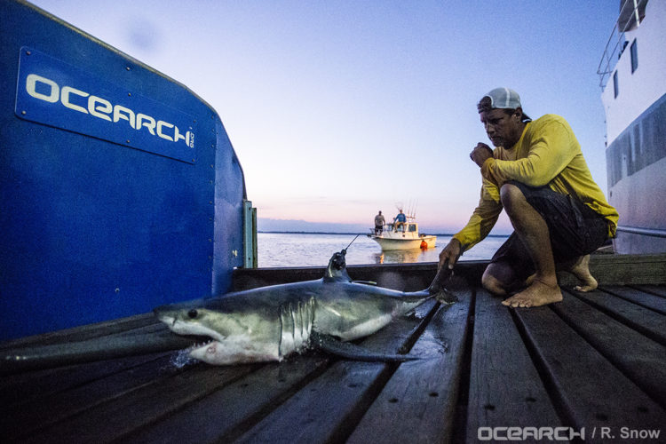 A young-of-year white shark, tagged and ready for release. 