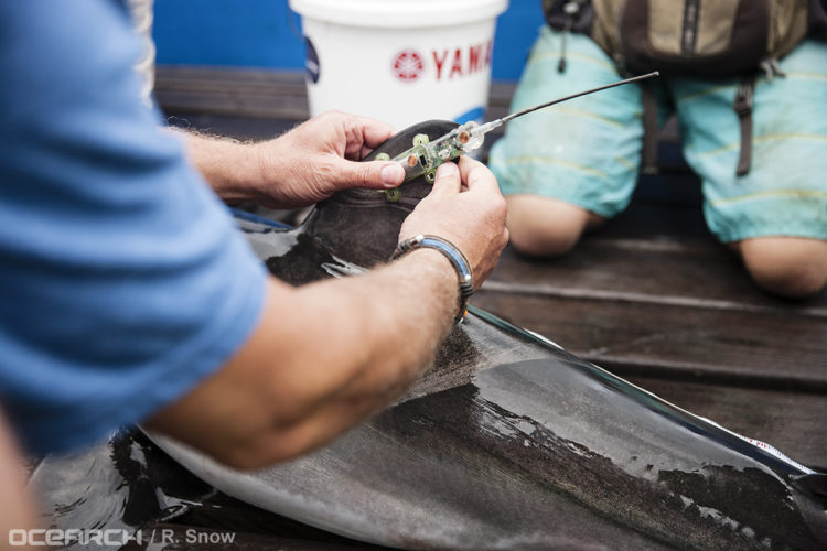 The YOY whites were equipped with a radio transmitter tag that pings the sharks location every time it surfaces. 