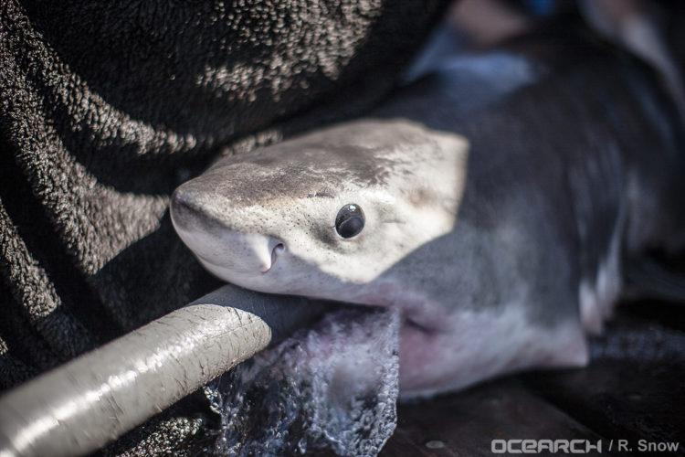 A hose inserted into the shark's mouth keeps fresh sea water flowing over the gills during the tagging process. 