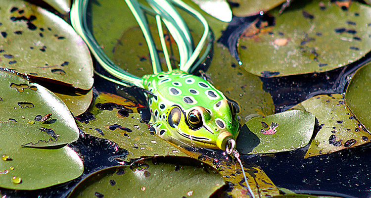 2 Frog Fishing Tips for Big Bass – Cortland Line Company