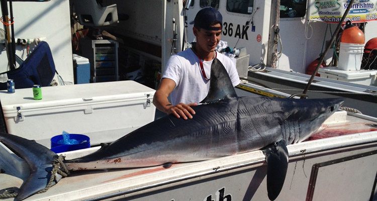 Makos are on the prowl