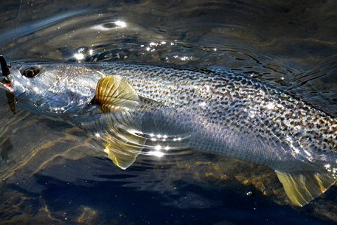 Spring weakfish offer the best clues to summer weakfish hot spots.