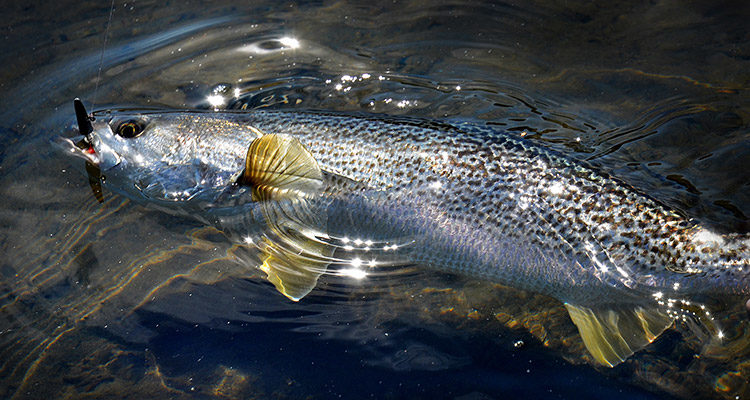 Spring weakfish offer the best clues to summer weakfish hot spots.