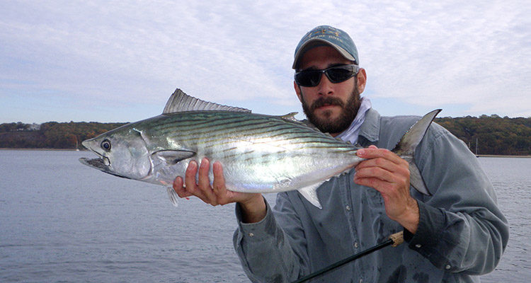 These mysterious members of the mackerel family are prized both as great fighters and great eating.