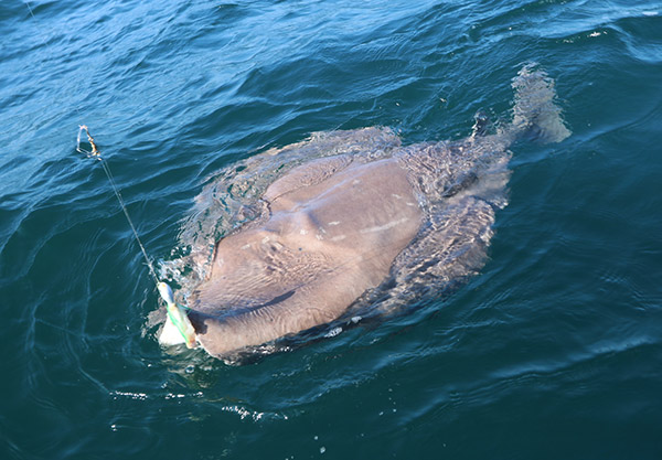 This 80-pound-plus torpedo ray was a "shocking" catch out of Westport.