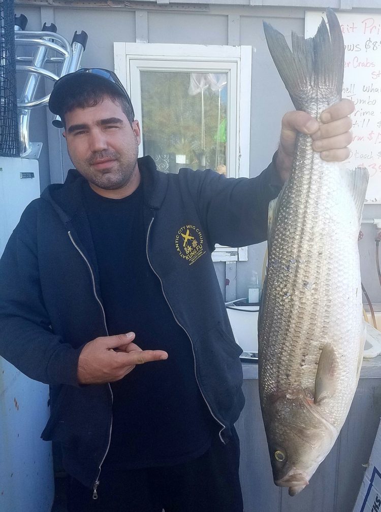 Keeper stripers are being caught in the Mullica River accoring to Absecon Bay Sportsman.