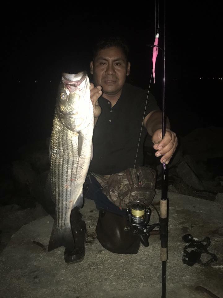 The back-bay striper fishing is beginning to pick up according to One Stop Bait and Tackle.