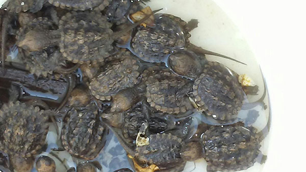 28 baby snapping turtles