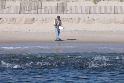 Jersey Shore Albacore