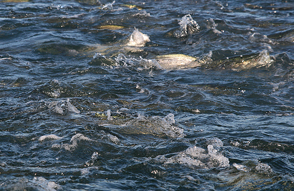 When the run is on at Montauk, blitzes like this one are a daily occurrence.