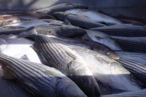 North Carolina Striper Poacher Pleads Guilty