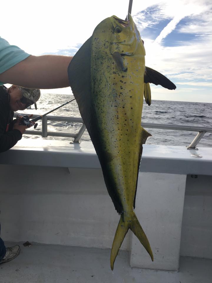 Tuna fishing was slow this week, but fishermen aboard the Gambler caught plenty of mahi. 