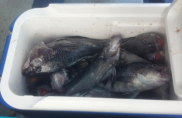 Norma K III out of Point Pleasant reported good Sea Bass action the last couple of days.