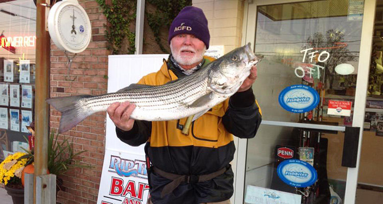 Fall striped bass caught aboard the Riptide