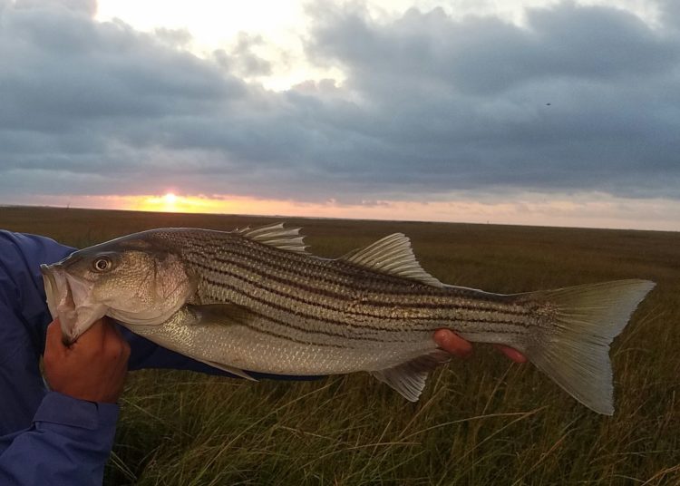 Captain Dave Showell of Absecon Bay Sportsman caught this backwater bass just before sunrise on Tuesday. 
