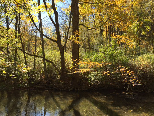 Fall foliage along Spring Creek, Centre County, PA.