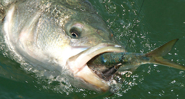 5 Tricks for Better Bunker Fishing