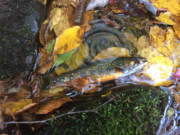 On a recent fishing trip to a mountain stream near Poe Lake, Dave Kristine, caught and released this beautiful Brook Trout.