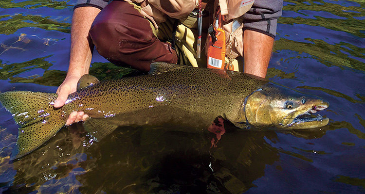 The Return of The King