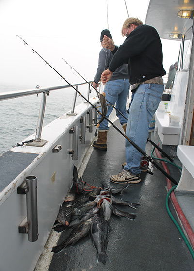 Early fall trips offshore can often mean limits of sea bass as they move through the cod grounds.