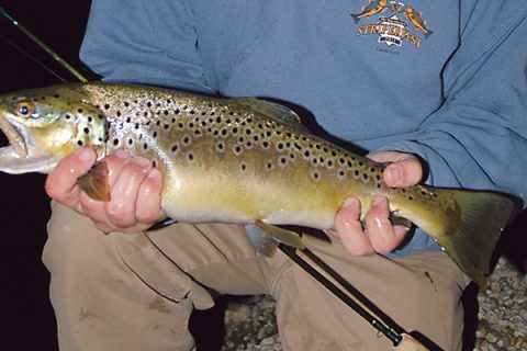 Night Brown Showdown