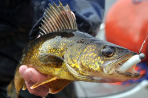 walleye