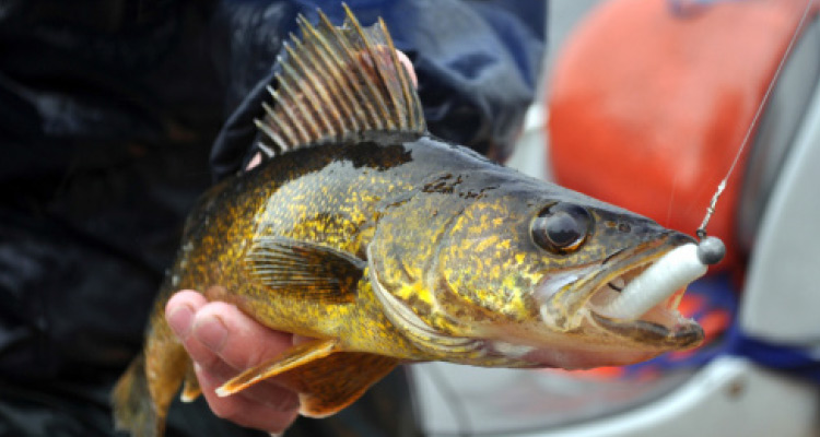 October Walleye Gold - On The Water