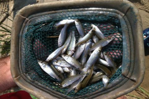 Poor Striper Spawn Reported in Chesapeake