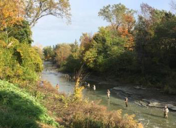 With the Steelhead starting to run in the Lake Erie tributaries there were plenty of Steelhead anglers fishing in the Walnut Creek access area on November 1st.