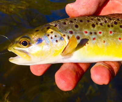 brown trout