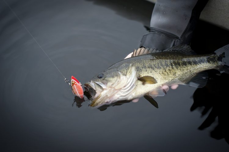 Largemouth bass