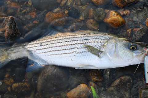 This striper swiped the trailing topwater plug of a popper/teaser combination.