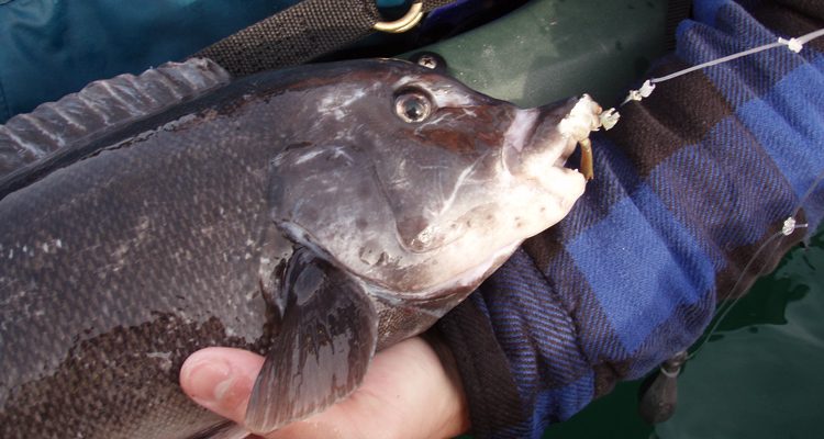 Rods for kayak togging must be light enough to fish with one hand, yet strong enough to haul tog out of structure.