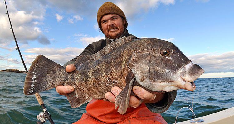 Hard-fighting, great-eating and with a face only a mother could love, the tog is one of the most popular species on Long Island.