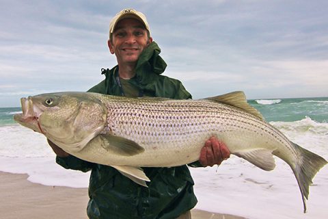 Though the November surf is dominated by abundant smaller bass, when big bait moves in, big stripers are often hot on their tails.