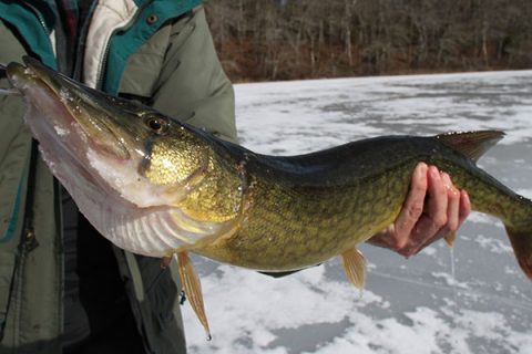 Black Ice, Best Bite