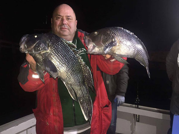 David Henault of Ocean State Tackle caught sea bass and cod aboard Capt. Rob Taylor&rsquo;s boat.