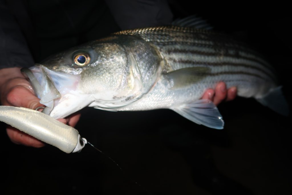 Dissecting Lure Colors for Striped Bass On The Water