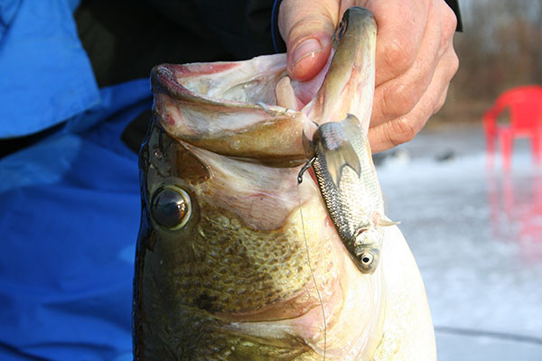 Buy Ice Fishing Jig Online In India -  India