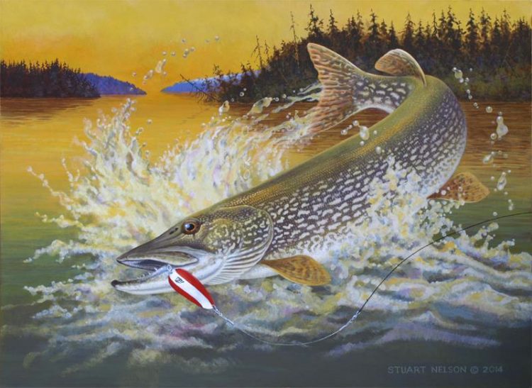 A Daredevil Pike hammering a Dardevle