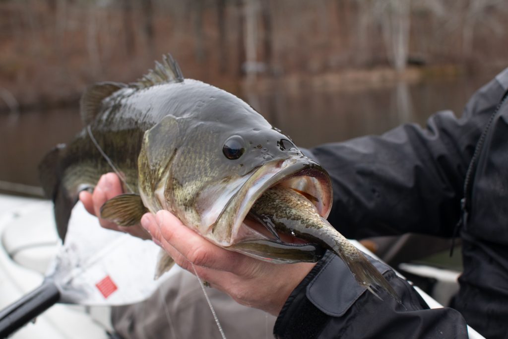 Jimmy Fee holding a largemouth bass.