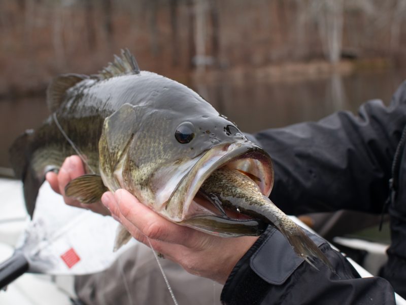Bass Fishing One Of The Most Common Types Of Fishing