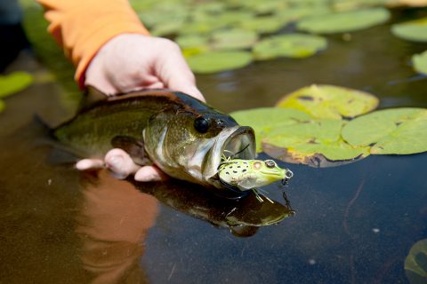 A lily pad largemouth that fell to an artificial frog.
