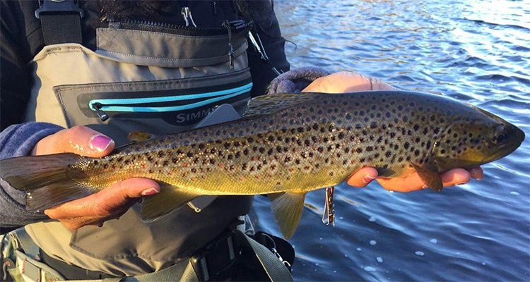 Mandy with a beautiful Farmington River brown.